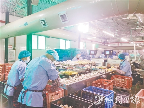 近年來，白沙鎮(zhèn)龔邊村咸蛋產(chǎn)業(yè)迎來蓬勃發(fā)展，小小咸蛋鋪就村民的共富路，位于該村的威勝蛋品加工廠專注傳統(tǒng)咸蛋制作，年產(chǎn)值達2000萬元。