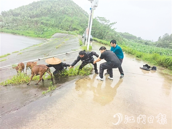 東成鎮(zhèn)黨員干部在巡查時，發(fā)現(xiàn)8頭散養(yǎng)家牛因受驚失控被困，迅速開展救援。