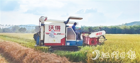 截至7月20日，恩平全市早稻收割進(jìn)度已達(dá)98.4%，預(yù)計(jì)總產(chǎn)量約7.62萬(wàn)噸。