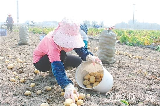 恩平市社村聯(lián)合會推動馬鈴薯產(chǎn)業(yè)做大做強，助力村民增收。