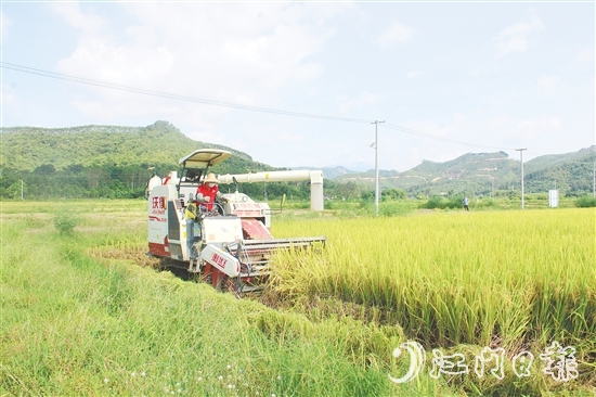 恩平農(nóng)業(yè)機械化水平提升。