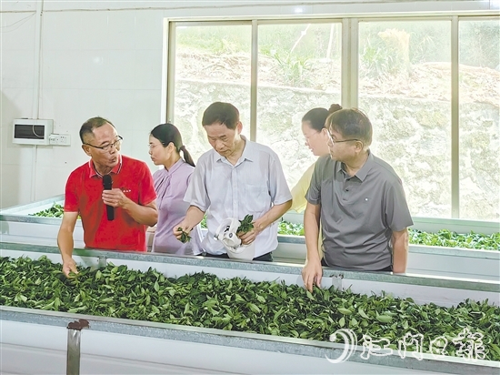 調(diào)研團(tuán)隊(duì)深入企業(yè)實(shí)地考察，并為茶企提供科學(xué)指導(dǎo)和寶貴建議。