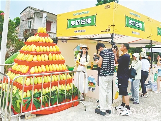 “芒果金字塔”吸引眾多游客前來打卡。