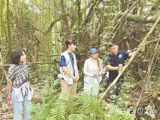 華南農(nóng)業(yè)大學(xué)植物保護(hù)學(xué)院團(tuán)隊(duì)實(shí)地考察新會(huì)小鳥(niǎo)天堂國(guó)家濕地公園古榕島。