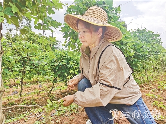 黃美茹在田間查看葛根生長情況。