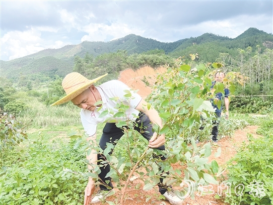 梁錦池在扶正倒伏的桉樹。
