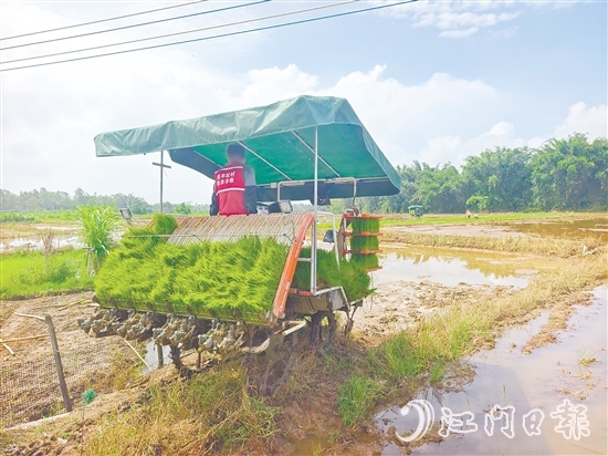 君堂鎮(zhèn)太平村啟動晚稻插秧工作，采用合理密植提單產(chǎn)技術(shù)，嚴(yán)格把控秧苗之間的行距、株距。
