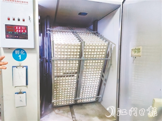 馬岡鵝苗孵化中心配備鵝苗孵化機(jī)40臺(tái)，年孵化總量達(dá)到400萬只，年產(chǎn)值超過1.2億元。