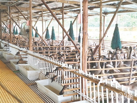 馬岡鵝從田間地頭的“土特產(chǎn)”升級(jí)為市場(chǎng)認(rèn)可的“金招牌”。