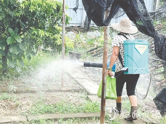 新會區(qū)安排消殺隊伍每周多次開展覆蓋式藥物噴灑，通過系統(tǒng)化滅蚊作業(yè)，降低疾病傳播風(fēng)險。