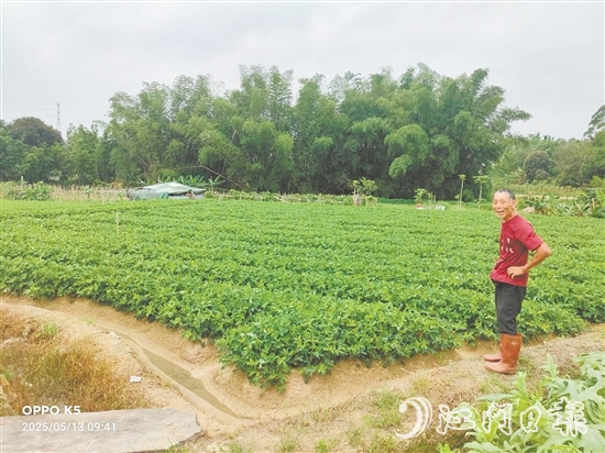 眼見推廣種植花生新品種效益高，收入增加了，南中村村民喜笑顏開。