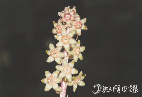 七星坑球子草是首個(gè)以“七星坑”命名的植物新種。