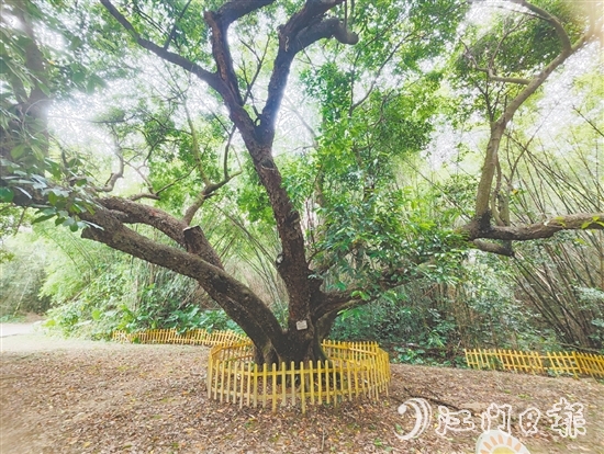 在人大監(jiān)督推動(dòng)下，開(kāi)平市368棵古樹(shù)全部登記在冊(cè)，掛上保護(hù)牌。