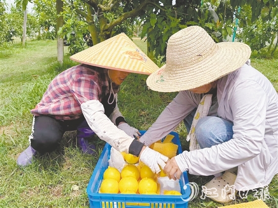 新一蓮塘生態(tài)園是三合鎮(zhèn)重點(diǎn)農(nóng)文旅項(xiàng)目之一，園內(nèi)黃晶果上市。