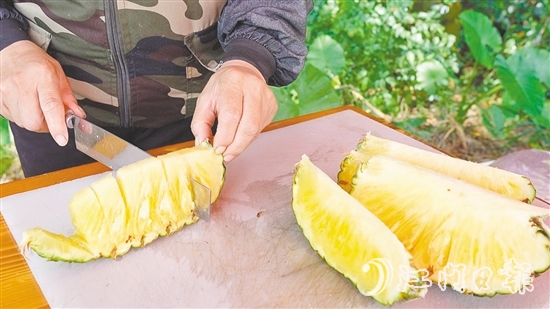 “黃金龍”鳳梨?zhèn)€頭大，果肉香甜爽脆、汁水豐富，實(shí)測(cè)糖度為14度。