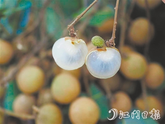 云鄉(xiāng)儲(chǔ)良龍眼有著果大肉厚、清甜爽脆的特點(diǎn)。