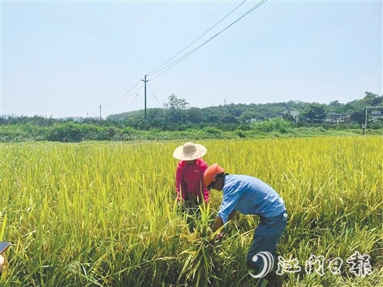 工作人員對水稻進(jìn)行抽樣測產(chǎn)。