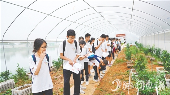 新會泓達(dá)堂陳皮莊園