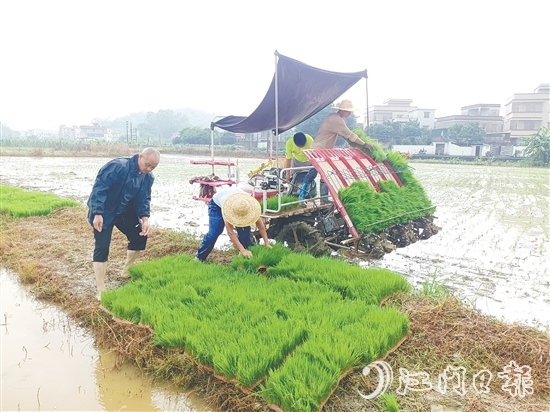 智富強村公司啟動晚稻種植項目，通過對接第三方專業(yè)機構(gòu)，為項目提供技術(shù)支持，實現(xiàn)耕種環(huán)節(jié)機械化。