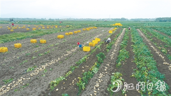 恩平是廣東省內(nèi)一流的馬鈴薯生產(chǎn)基地，“土豆米”項(xiàng)目的落地，將顯著提升恩平馬鈴薯的附加值，完善產(chǎn)業(yè)鏈條，推動(dòng)產(chǎn)業(yè)升級。