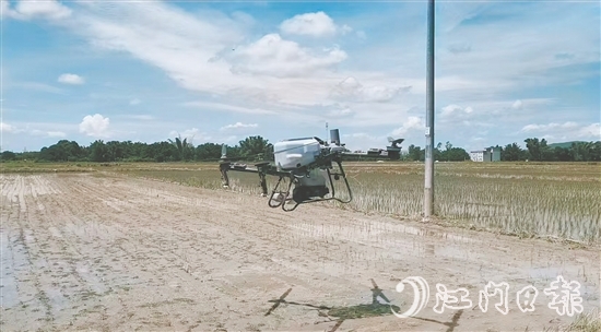 工作人員利用無人機(jī)給插好秧苗的田塊施肥。