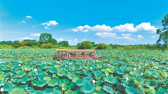 在江門古勞水鄉(xiāng)旅游區(qū)，乘船賞荷是暑假熱門項(xiàng)目之一。