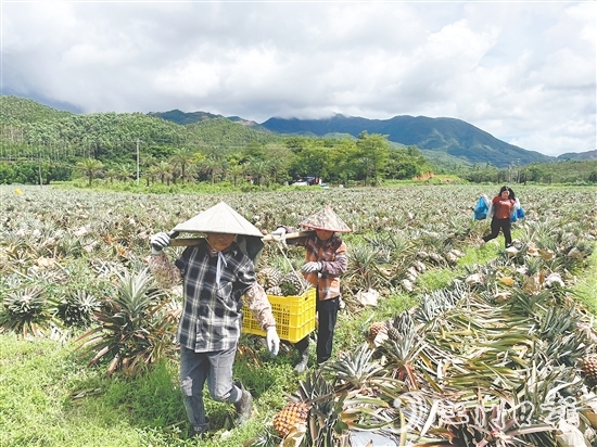 隨著金鉆鳳梨等農(nóng)產(chǎn)品走俏市場，農(nóng)業(yè)產(chǎn)業(yè)鏈條加速延伸，“那吉優(yōu)品”的知名度不斷攀升。