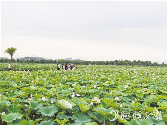 每到盛夏，梅江農業(yè)生態(tài)園荷花準時綻放，吸引游人打卡。