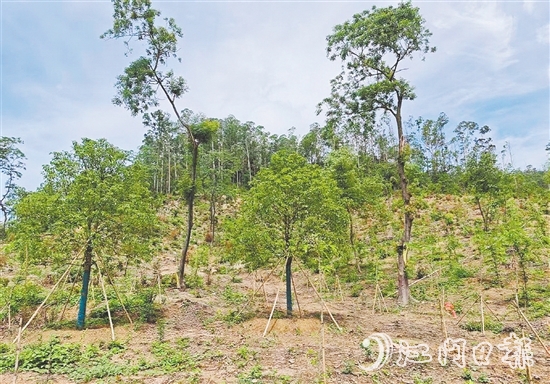 今年年初在圭峰山種下的樹苗，現在正茁壯成長。