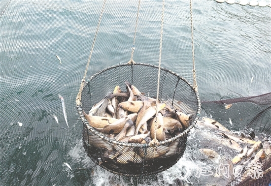 今年年初，“臺山1號”喜迎豐收季，首批鮸魚鮮美上市。