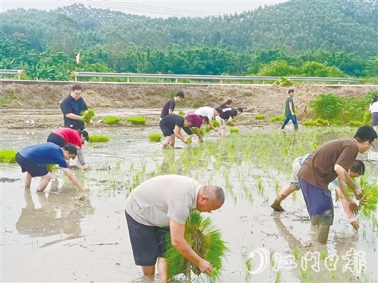 鶴城鎮(zhèn)的20余名鎮(zhèn)、村干部卷起褲腿、赤腳踩進(jìn)泥濘的水田，與當(dāng)?shù)剞r(nóng)戶一起開(kāi)展插秧作業(yè)，助力秋耕生產(chǎn)。