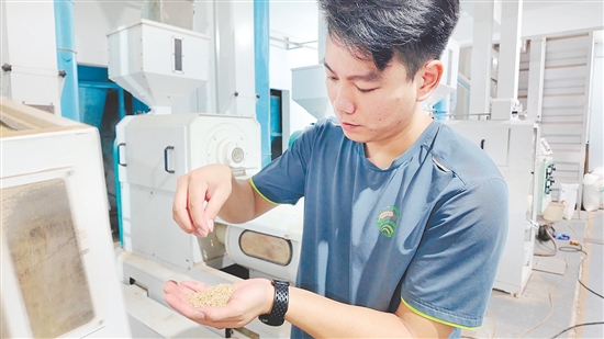 企業(yè)引入先進設備加工生產(chǎn)大米。