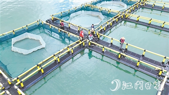 臺(tái)風(fēng)到來前，江門人保財(cái)險(xiǎn)理賠人員奔赴川島沿岸海洋牧場(chǎng)，勘察安全隱患。