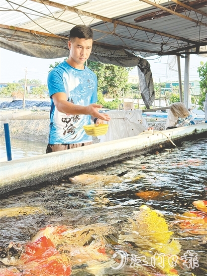 伍健強引入錦鯉等高附加值品種，讓傳統(tǒng)的水產養(yǎng)殖煥發(fā)出新生機。