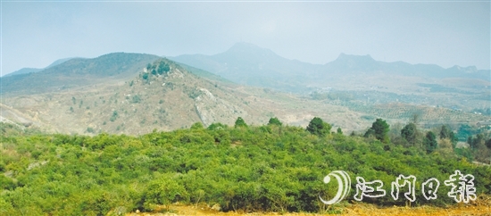 利奧集團經(jīng)過多番考察，尋找到合適的山地種植油茶樹。