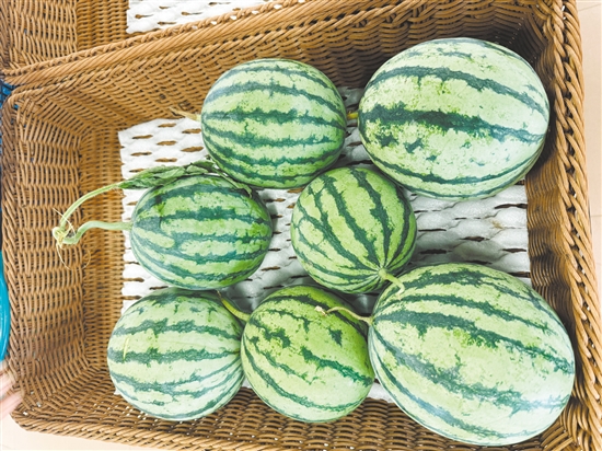 厚承陳皮文化生態(tài)園內，西瓜等成熟作物已經被摘下來。