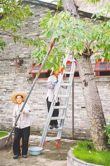 赤坎華僑古鎮(zhèn)積極部署，對園區(qū)內的大量文物古跡和古樹進行加固。景區(qū)供圖