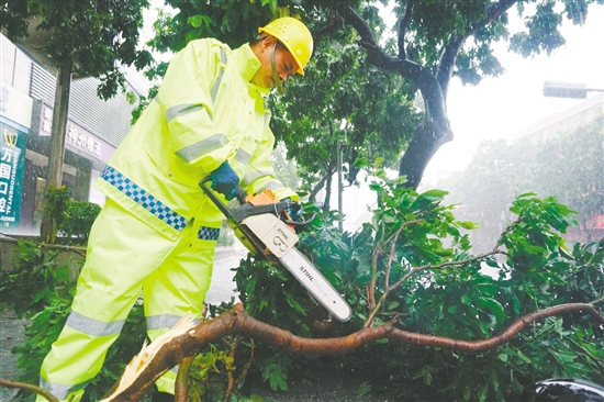 昨日，蓬江區(qū)中遠(yuǎn)大廈附近，城管部門搶險(xiǎn)隊(duì)伍利用油鋸分割被風(fēng)吹斷的樹枝，快速消除安全隱患。