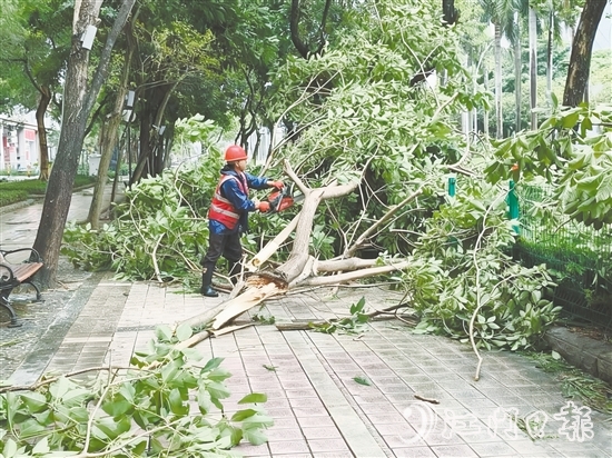 發(fā)現(xiàn)樹木折枝、倒伏后，城管工作人員緊急開展樹木排險(xiǎn)排障工作，全力消除險(xiǎn)情，保障道路通行安全。