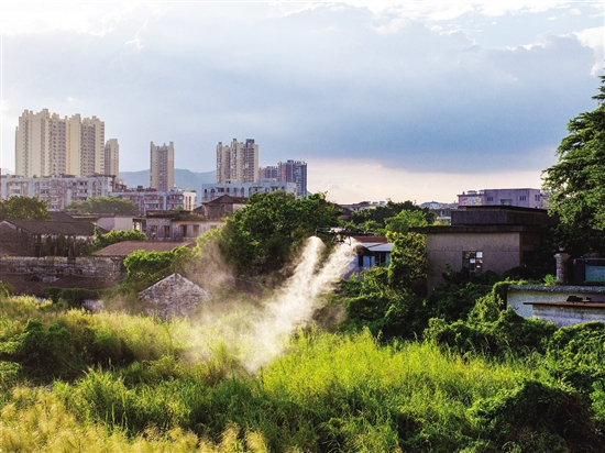 江海區(qū)動(dòng)用農(nóng)用植保無(wú)人機(jī)，高效開(kāi)展蚊蟲(chóng)消殺。