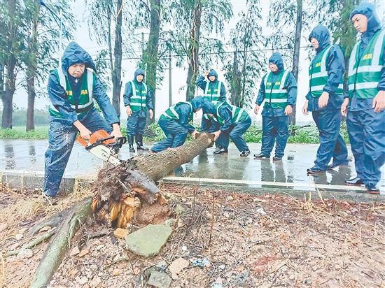 臺(tái)山民兵沉著應(yīng)對(duì)臺(tái)風(fēng)帶來的挑戰(zhàn)，全力投入風(fēng)后路面清理排查工作。