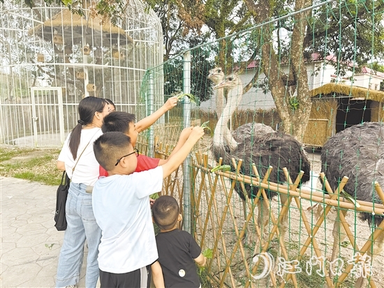 孩子們在動物長廊里喂食鴕鳥。
