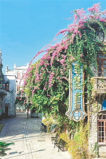 赤坎華僑古鎮(zhèn)的杜鵑花盛放。