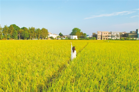 江門鄉(xiāng)村稻田鋪成金色畫卷，吸引不少游客打卡。