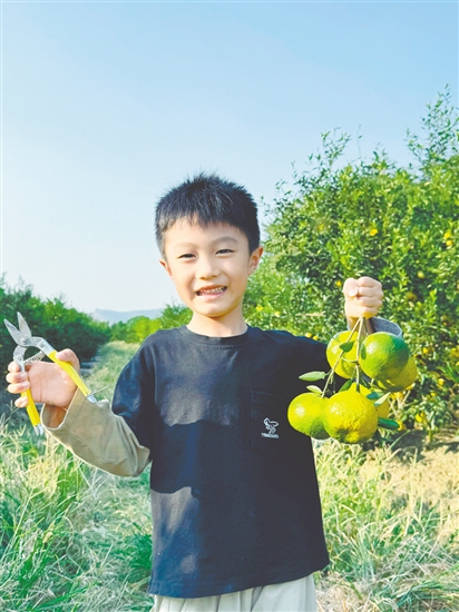 小朋友到果園體驗(yàn)采摘的樂趣。