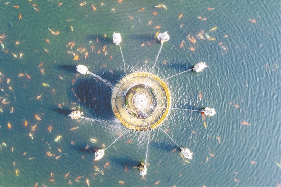 攬月池是城西村打造鄉(xiāng)村景觀的代表性項目之一。通過發(fā)動本村華僑和鄉(xiāng)賢助力，結(jié)合自身資源特點建成。