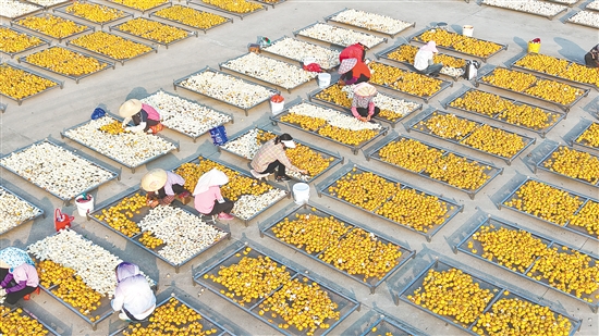 “陳皮生產(chǎn)工”入列國家職業(yè)序列。