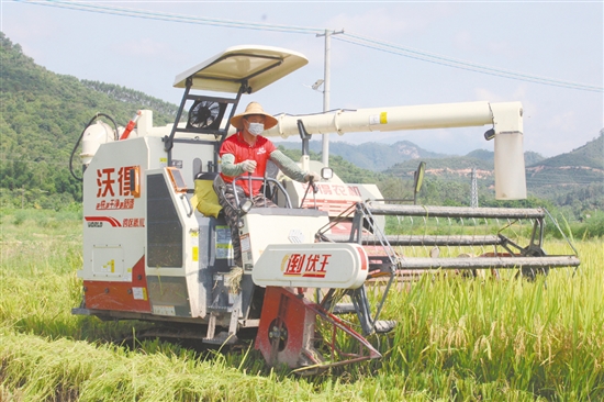 恩平市社村合作農業(yè)發(fā)展有限公司提供全程社會化服務，提高農業(yè)生產機械化水平。