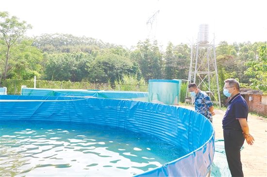 高密度養(yǎng)殖基地建成后，松崗村草魚養(yǎng)殖實現(xiàn)了自繁自育。圖為鶴山市人武部調(diào)研組在養(yǎng)殖池旁觀察育苗狀態(tài)。