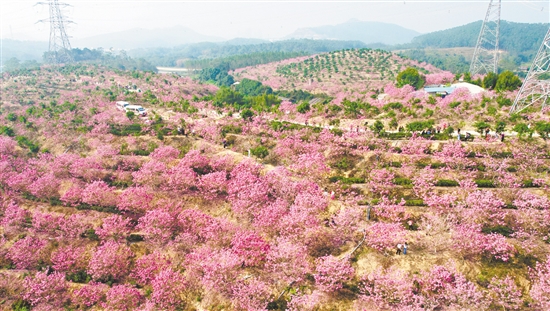 萊蘇（鴻園）山水人家景區(qū)的紫花風(fēng)鈴木迎來最佳觀賞期。